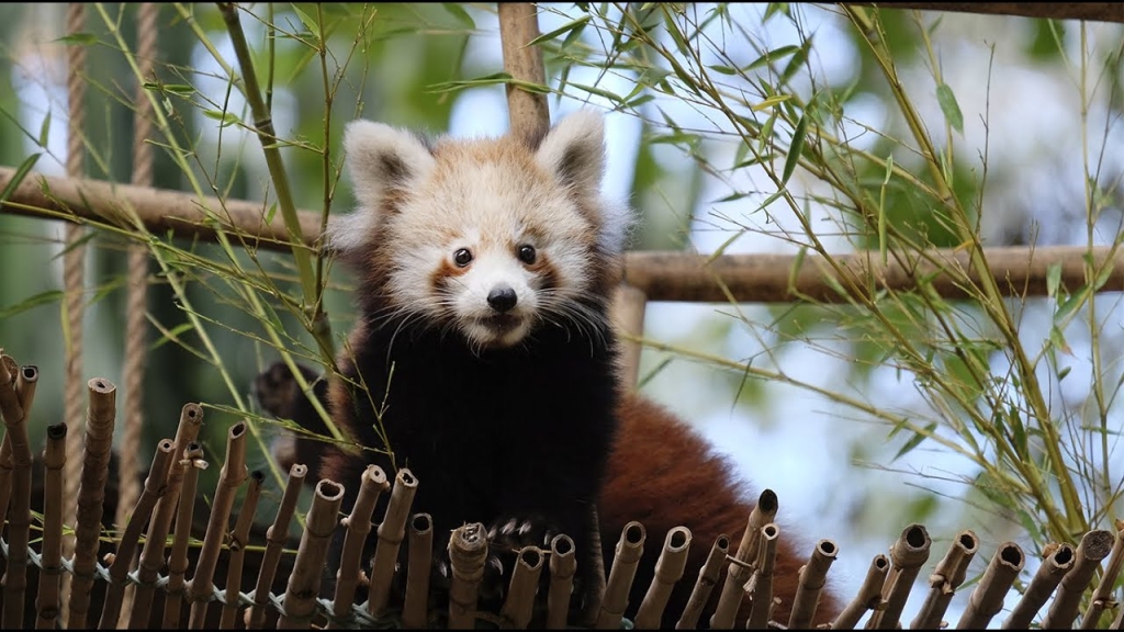 panda-vermelho