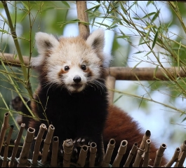 Você Conhece o Panda-vermelho? Descubra agora tudo sobre ele