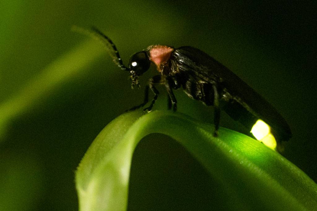 como é criada a luz do vagalume