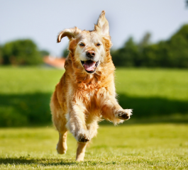 Como Funciona o Plano de Saúde para Cachorro?